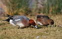 Wigeon male and female - A